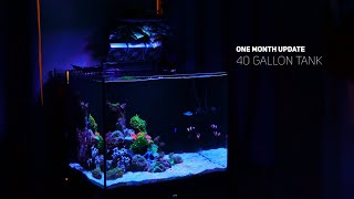 1 Month Old NANO Reef tank [upl. by Pachston]