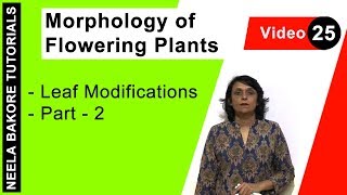 Morphology of Flowering Plants  NEET  Leaf Modifications  Part  2  Neela Bakore Tutorials [upl. by Cherey]