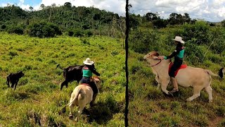 APARTANDO AS VACAS DE MINI BOI Bom de lida 🔥 [upl. by Aehtrod]