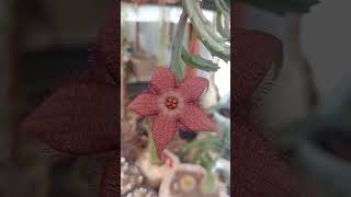 Stapelia guinda⭐⭐⭐ videos cactusysuculentas [upl. by Navoj534]