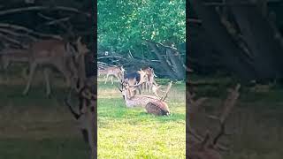 Beautiful Fallow deer herd a peaceful scene fallowdeer nature wildlife 🫎🦌 [upl. by Omsoc66]