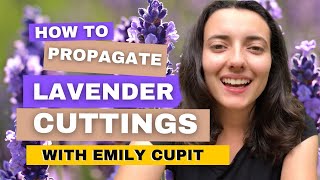 How To Propagate Lavender Cuttings In Just 2 Minutes [upl. by Jenine]