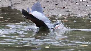 Purple heron Ardea purpurea hunting  Sungei Buloh nature birds [upl. by Ahsimaj498]