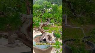 Bonsai Cemara Sinensis bonsai shorts artwork 柏樹盆景 [upl. by Epillihp]