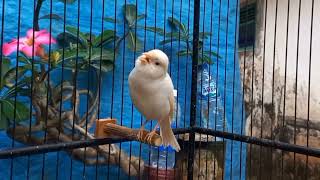 The best canary training 27 minutes  Canary birs sounds [upl. by Ayinat525]