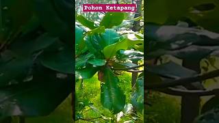 POHON KETAPANG Terminalia catappa [upl. by Tjader]