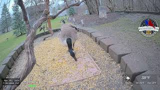 Wildlife Dining Canada Geese and Mallards Feeding at the Grapevine  Ground Critter Cam [upl. by Ytoc]