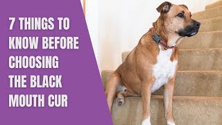 7 Things to Know Before Choosing the Black Mouth Cur [upl. by Einafets870]