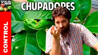 Plagas en Citricos  Como controlar los insectos chupadores cosasdeljardin [upl. by Kaila]