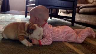 Bulldog puppy kissing the baby [upl. by Penthea]