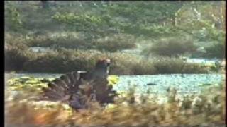 Hybrid mating a capercaillie female on a black grouse lek [upl. by Enirac]