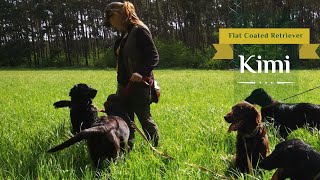 7 Flat Coated Retrievers having a Perfect Day Together [upl. by Asil94]