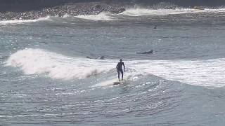 Surfing Palos Verdes Cove October 2018 [upl. by Vorfeld215]