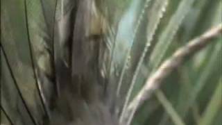 Lyrebird of Australia  Unseen Footage David Attenborough [upl. by Ianteen]