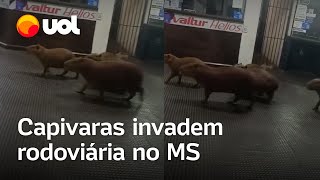 Capivaras invadem rodoviária de Dourados MS veja vídeo [upl. by Vidovik]