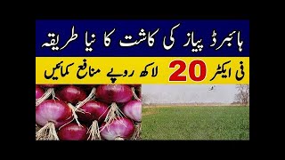 How to Earn Millions from Hybrid Onion Cultivation l Naspuri and hybrid onion cultivation [upl. by Auginahs]