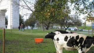 Azores promovem o Turismo em Lisboa trazendo Vacas à Praça de Espanha [upl. by Jessy655]