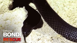 Poisonous Black Snake  Best of Bondi Rescue [upl. by Ivens]