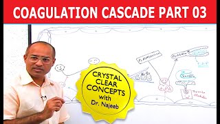 Coagulation Cascade  Part 312 [upl. by Gustie]