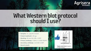 What Western blot protocol should I use [upl. by Rosene]