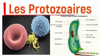 module zoologie embranchement des protozoaires partie 3 [upl. by Galang438]