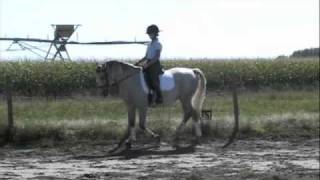 Lipizzan Horse For Sale Dressage Jumping Eventing SOLD [upl. by Lrig]