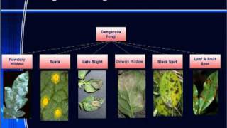 Plant Health amp Disease Troubleshooting Guide [upl. by Noyes134]