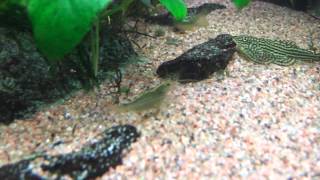 Corydoras aeneus green and orange stripe [upl. by Otrebogir198]