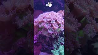 Coral Bleaching by Manish Sir  UPSC PRE 2023  StudyIQ IAS Hindi [upl. by Truscott753]