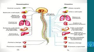 Fisiologia do sistema nervoso  parte 03 SNA simpático parassimpático [upl. by Gelasius]