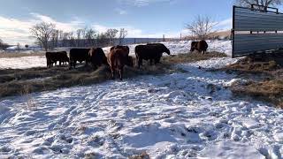 Portable Windbreaks for Cattle [upl. by Nad]