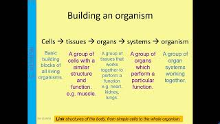 B2 Principles of Organisation [upl. by Drucy1]