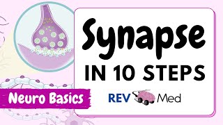 Synaptic Transmission The Synapse 10 easy steps  Neuro [upl. by Ainessey768]