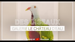 Des oiseaux dans la Galerie du Château dEau [upl. by Samuel]