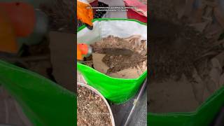 Grow bag kaise bharen gardening youtubeshorts [upl. by Suirtemid560]