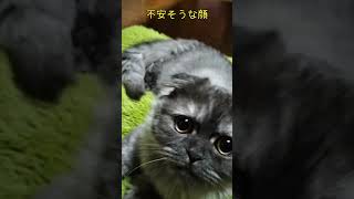 借りてきた猫になった理由shorts猫 猫のいる暮らし [upl. by Mcnally410]