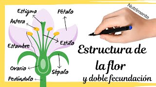 PARTES de la FLOR tipos de flores y la DOBLE FECUNDACIÓN [upl. by Arihat]