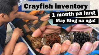 Australian red Claw  ARC  Crayfish Farming Philippines  May itlog na  Backyard Farming [upl. by Hsima]