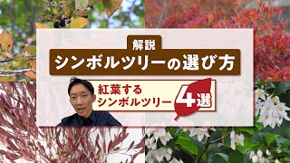 【解説】シンボルツリーの選び方 紅葉するシンボルツリー4選 シンボルツリー植栽建築 [upl. by Kerad]