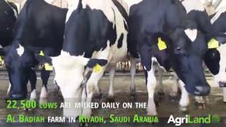 Al Badiah Dairy Farm in Saudi Arabia one of six Almarai farms [upl. by Fortuna]