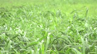 Green is the monsoon colour  Slow motion crops in Rajasthan [upl. by Assin640]