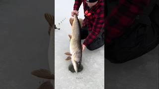 The truth about ice fishing 🐟 shorts ytshorts [upl. by Tshombe111]