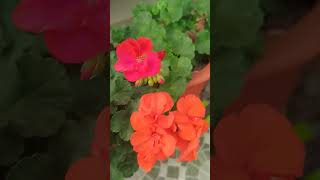 geranium different colour lovers enjoying plantation ❤️❤️❤️ [upl. by Aramal]