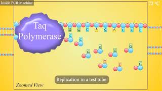 PCR Polymerase Chain Reaction Animation [upl. by Iah]