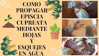 COMO PROPAGAR EPISCIA CUPREATA MEDIANTE HOJAS Y ESQUEJES EN AGUA l manuplant [upl. by Arahs]