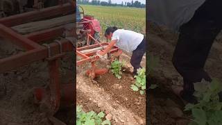 Growing cotton is not easy agriculture farming [upl. by Fawne]