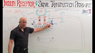 Insulin Receptors and Signal Transduction Pathways🩺 [upl. by Fawcette]