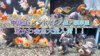 【めちゃかわ😍】らんちゅう・琉金・トリカラーオランダめちゃくちゃ可愛い金魚が大量入荷！！！ [upl. by Etteuqram]