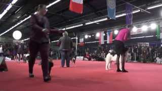 Meilleur Jeune Paris Dog Show 2014 Dimanche [upl. by Trinity646]