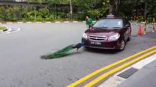 Peacock Attack  Angry Bird Singapore [upl. by Cato210]